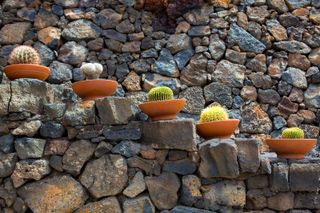 cacti in pots up stone steps