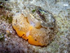 umbrella slug