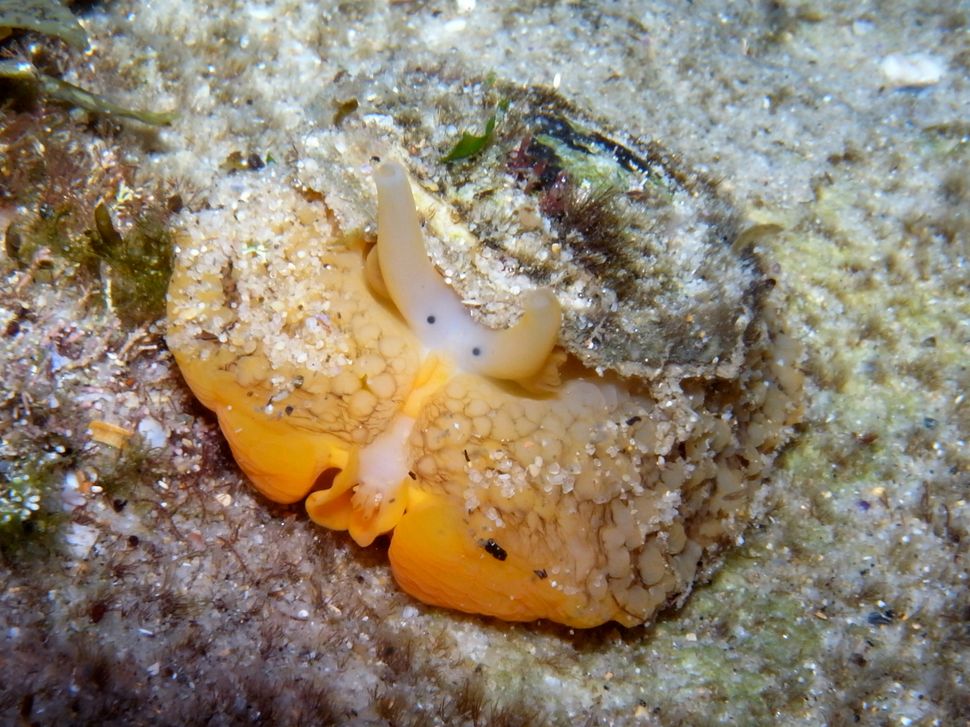 What Is the Toothiest Animal on Earth?