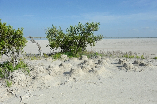 Flamingo mounds