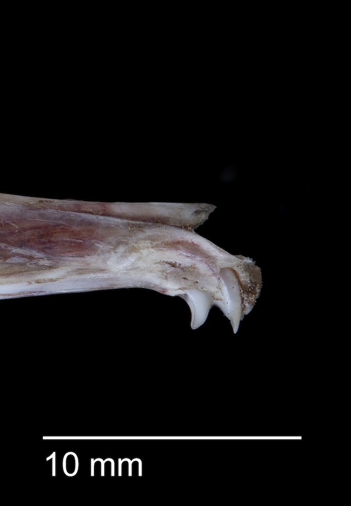 Molarless rat teeth
