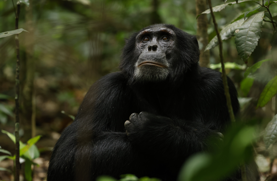 a chimpanzee sat in a jungle with green leaves surrounding