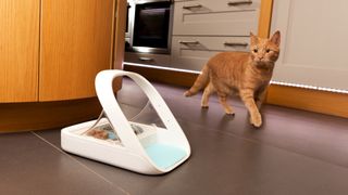 a cat looking at a smart pet feeding bowl