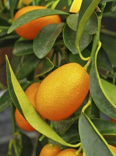 harvest kumquat