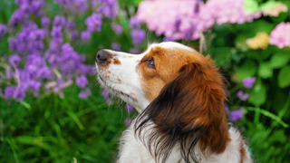 Nederlandse Kooikerhondje dog in front of purple flowers