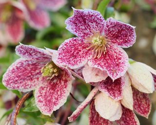 Clematis Freckles in bloom, an evergreen winter flowering climber