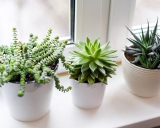Potted succulents on a bright window sill