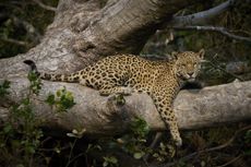 A jaguar sleeping on a tree