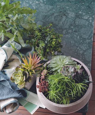 Variety of houseplants and succulents in different shapes and green colours in planter on grey blue marbled work surface