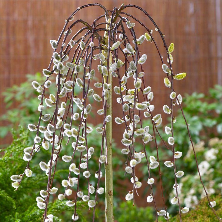 Kilmarnock Willow - Salix Caprea Pendula Kilmarnock - Large Standard Weeping Pussy Willow Tree