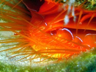 Disco clams create a strobe-light effect when light reflects off tiny silica spheres on their bodies.