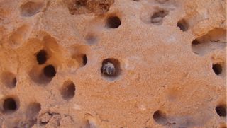 The bee species Anthophora pueblo excavate their nests in hard sandstone, such as here in Utah's San Rafael Swell.