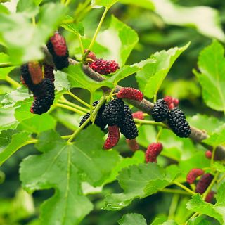 Everbearing Mulberry Bush