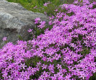 Creeping phlox