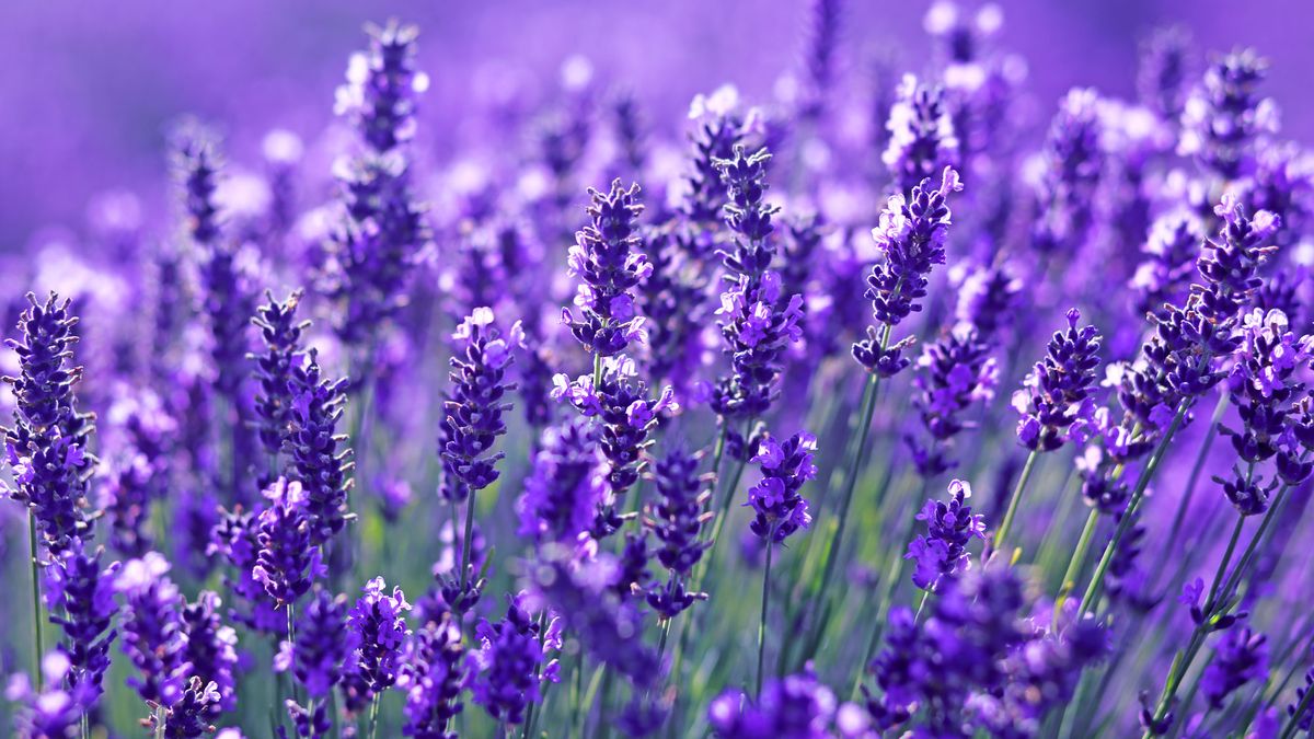 Struggling to Grow Lavender? This Unexpected Childhood Staple Can Unlock Bushier, Highly Fragrant Blooms