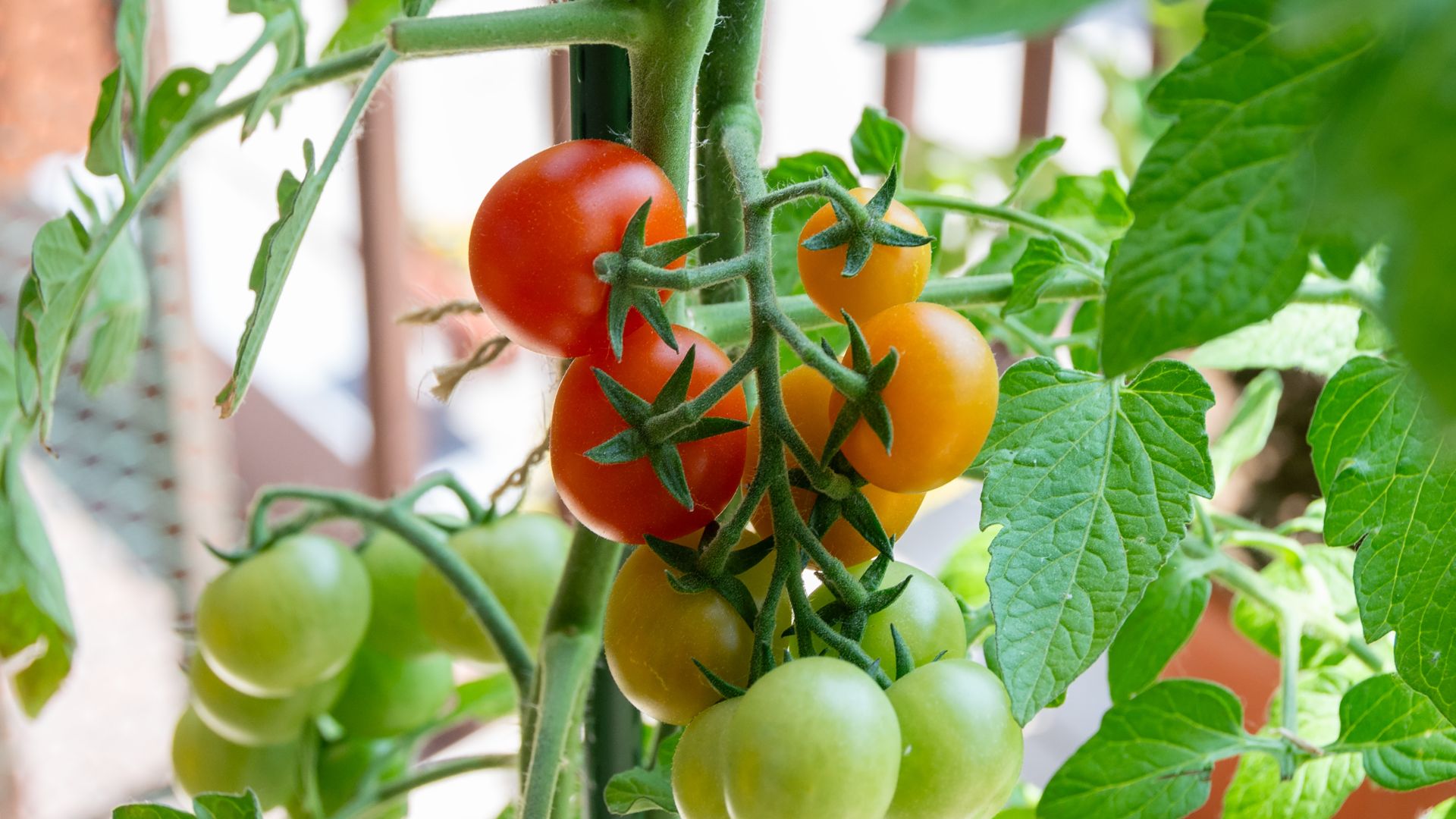 picture of mature tomato plant with fruit growing and ripening on it
