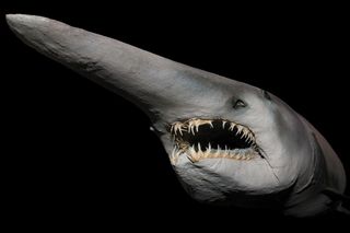Goblin shark unusual sightings