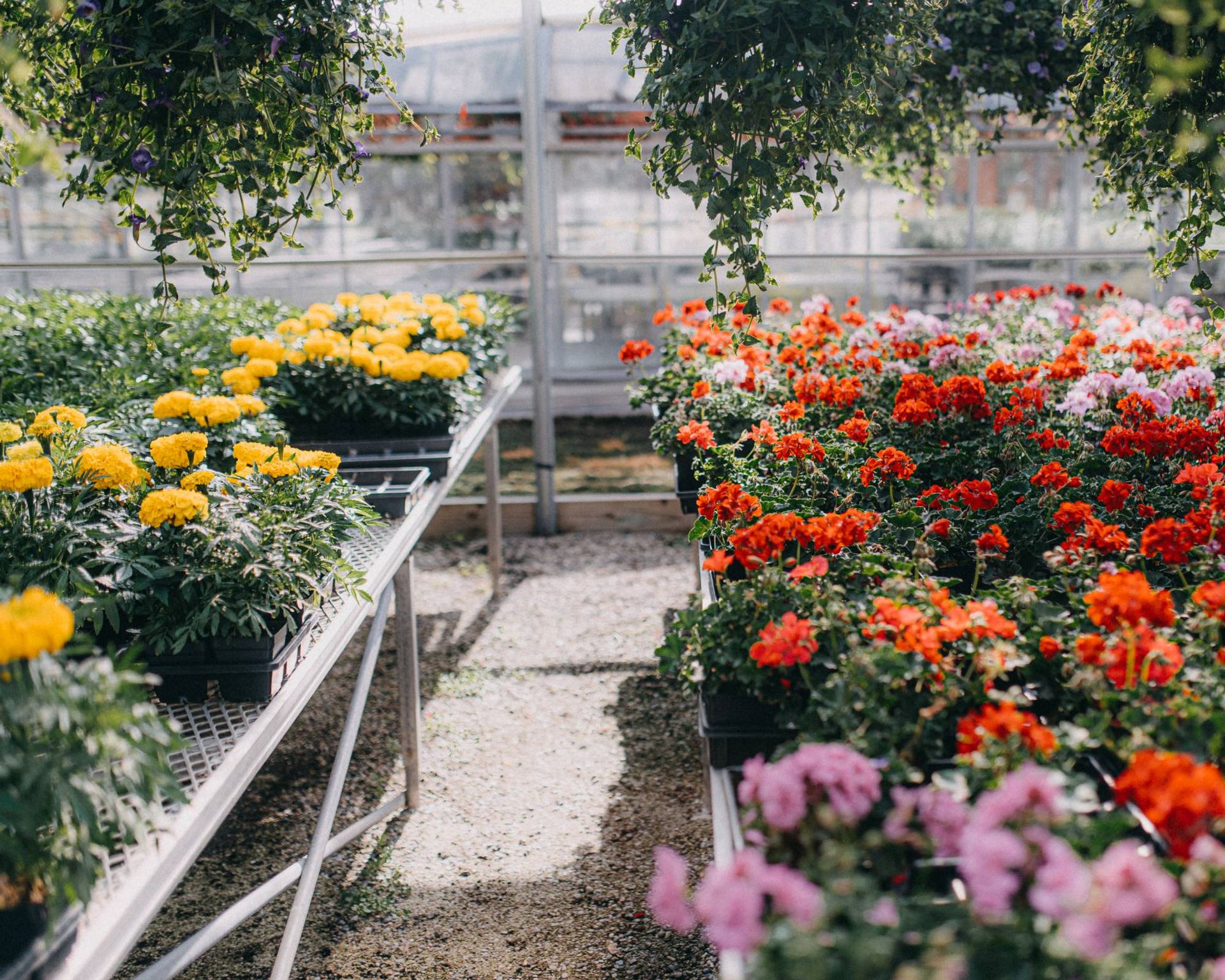 Flowers in a garden center