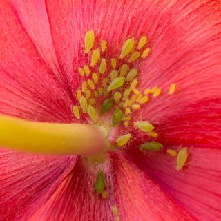 Green and yellow aphids under red flower