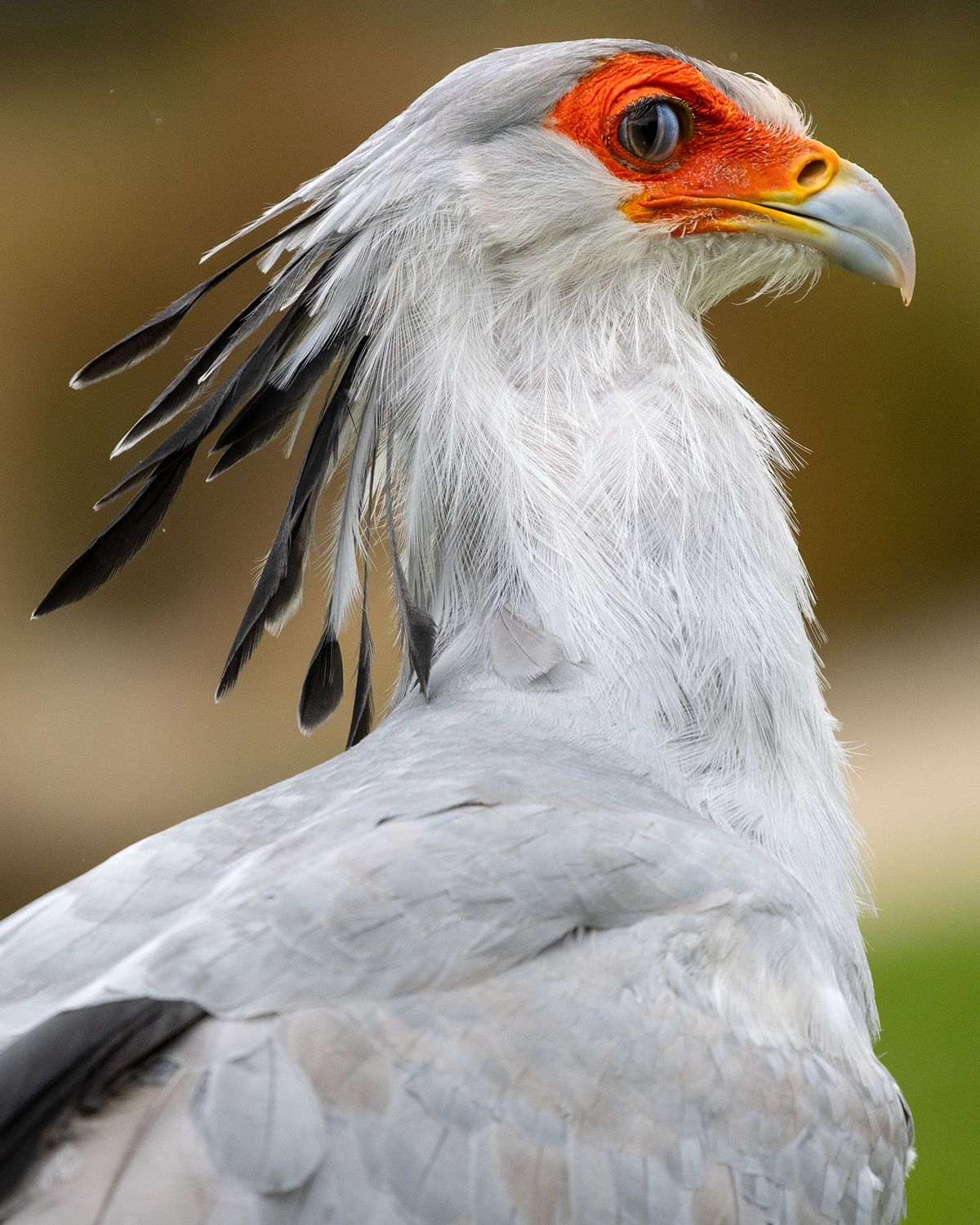Secretary bird portrait at Hawk Conservancy Trust, Hampshire