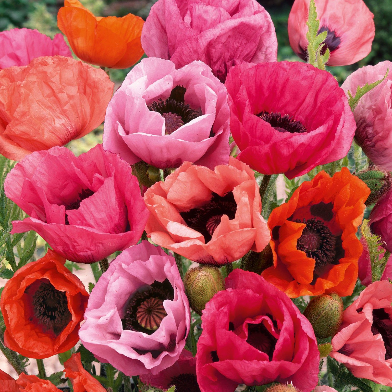 Papaver Orientale Roots - Fruit Punch Mix
