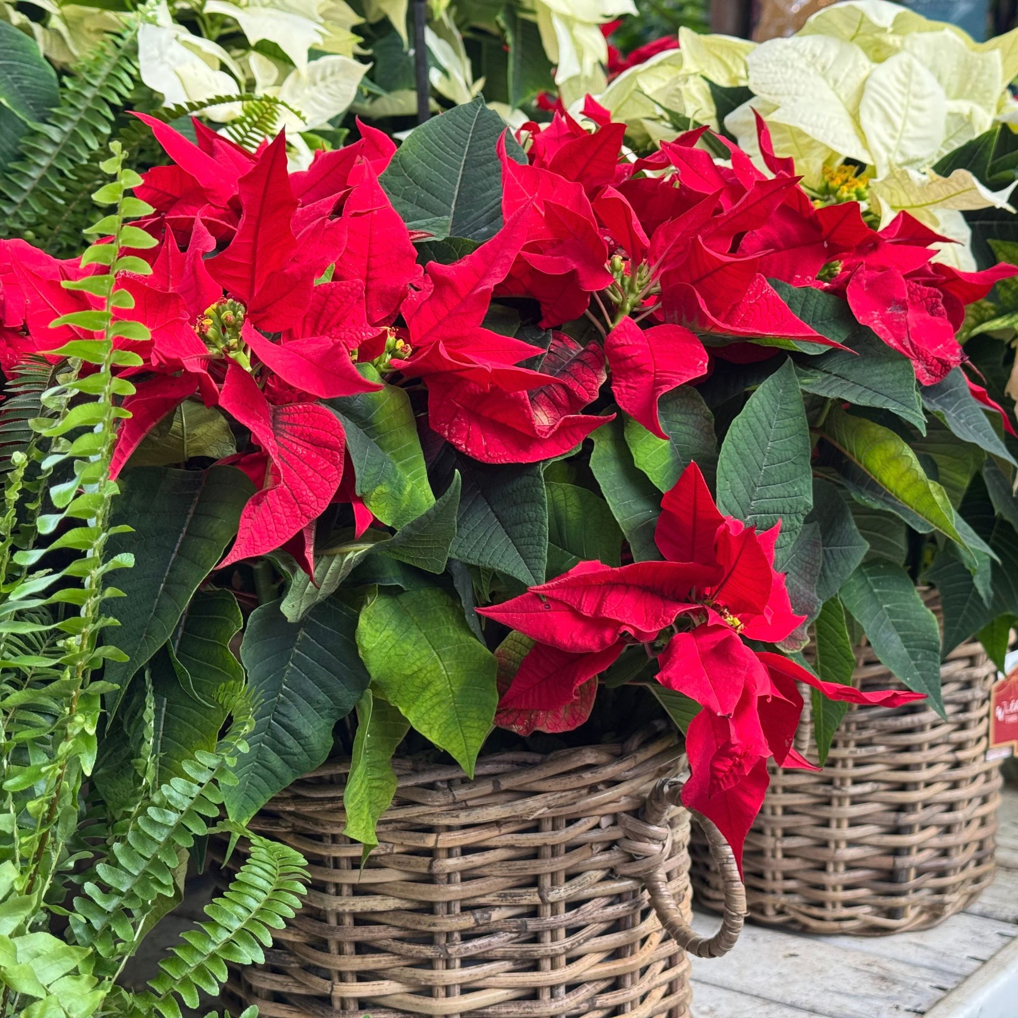 poinsettia plants