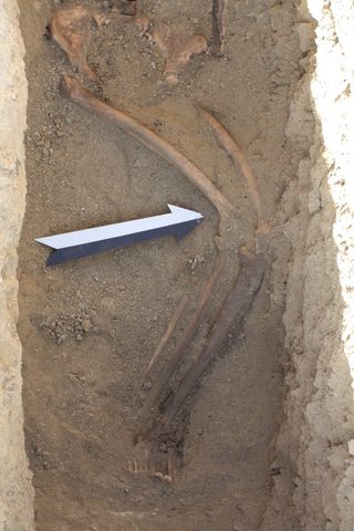 In another burial from cemetery four, archaeologists found a person with their legs twisted at an unusual angle.
