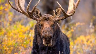 Bull moose with autumn leaves