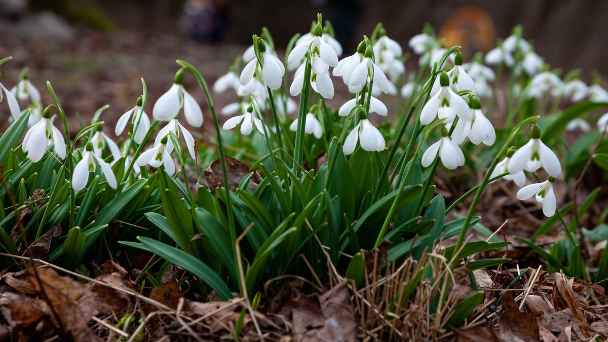 7 plants that repel squirrels and keep them out of your yard | Tom's Guide