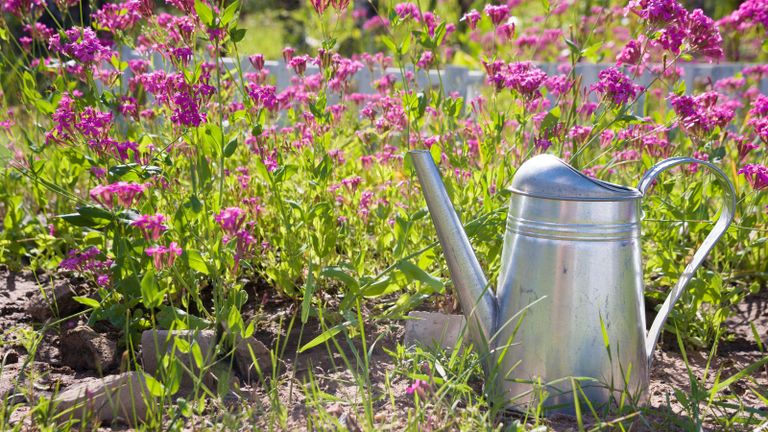 Purple flowers in flowerbed with metal watering can