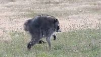 Jimothy the Raccoon