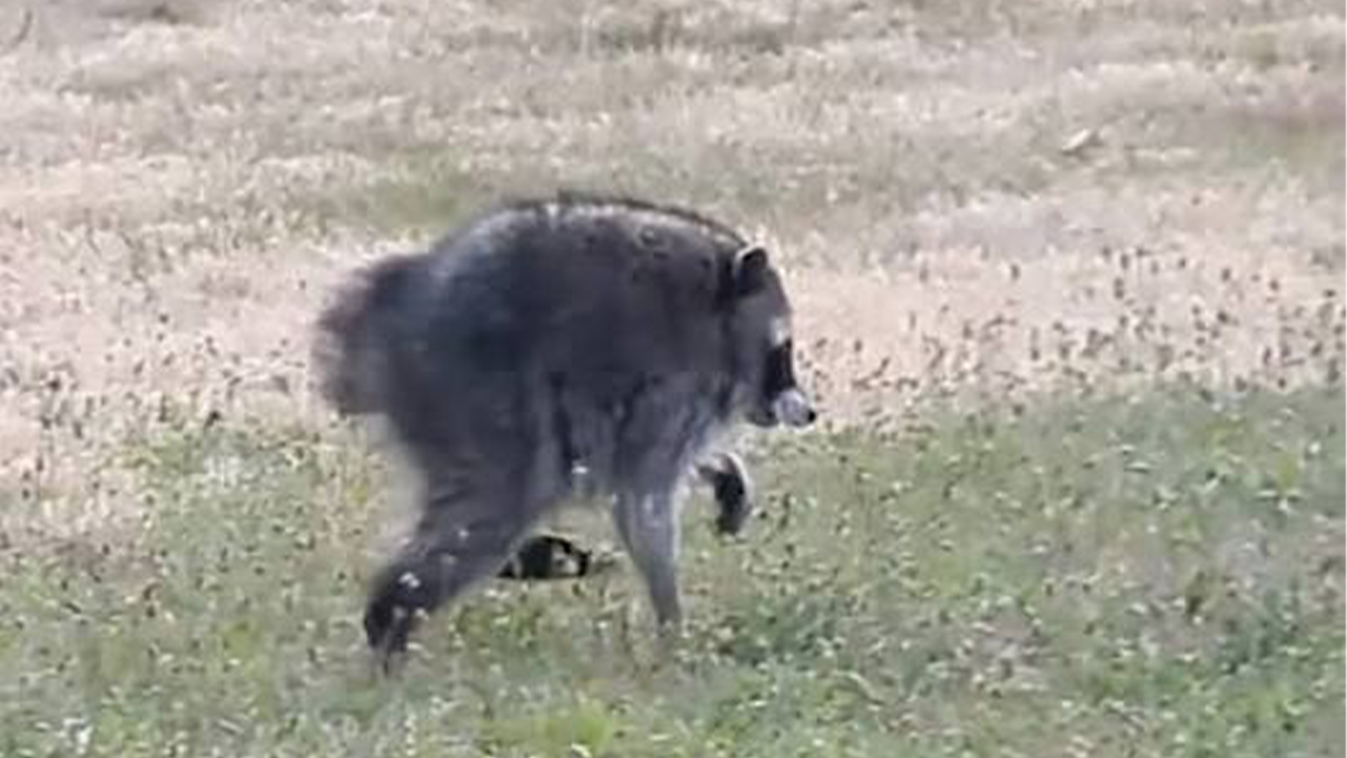 Jimothy the Raccoon