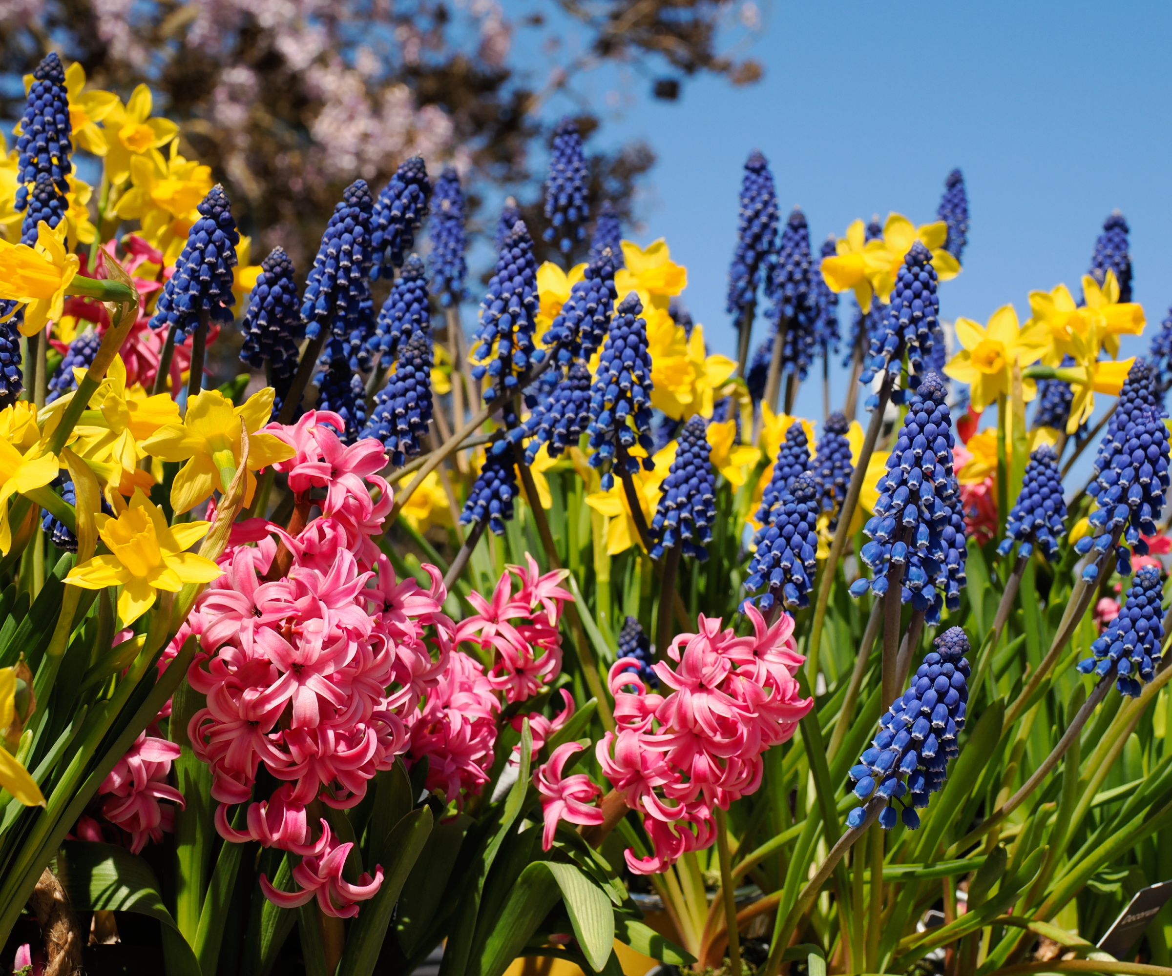 blue pink and yellow spring flowers