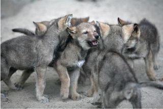Wolf puppies from the Wildlife Science Center in Minnesota, where the testing took place.