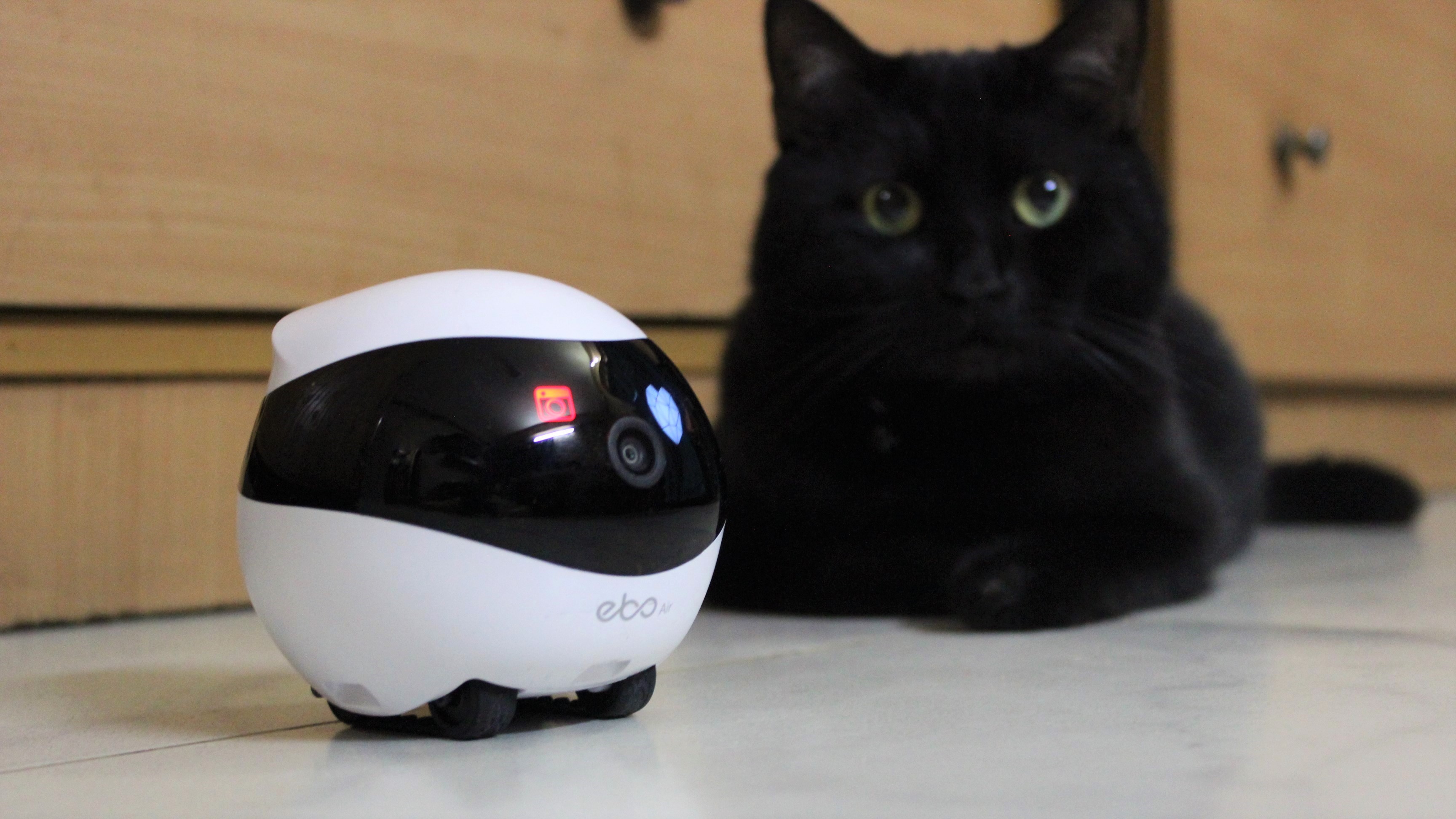 Enabot EBO Air Is A Robot Companion For Cats And Humans - SHOUTS