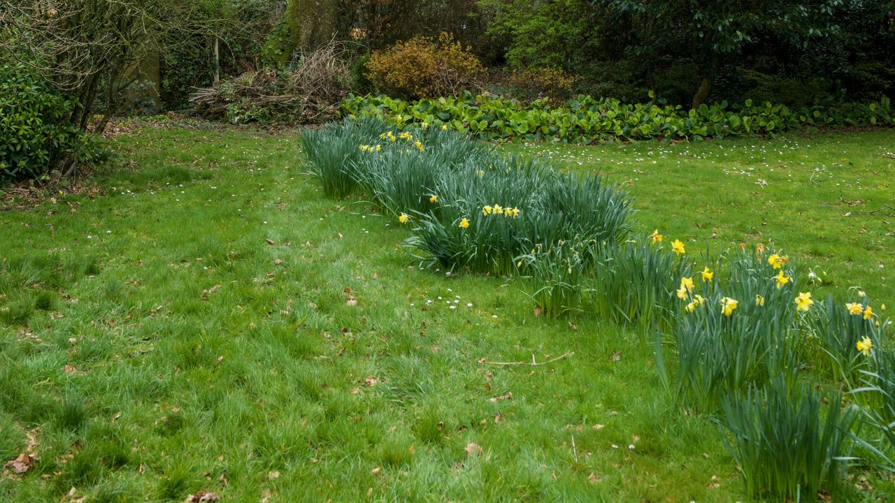 Daffodils growing in long grass lawn in late winter