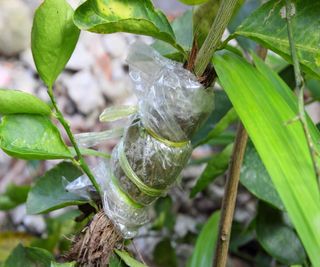 Plastic bag tied round moss round a tree branch