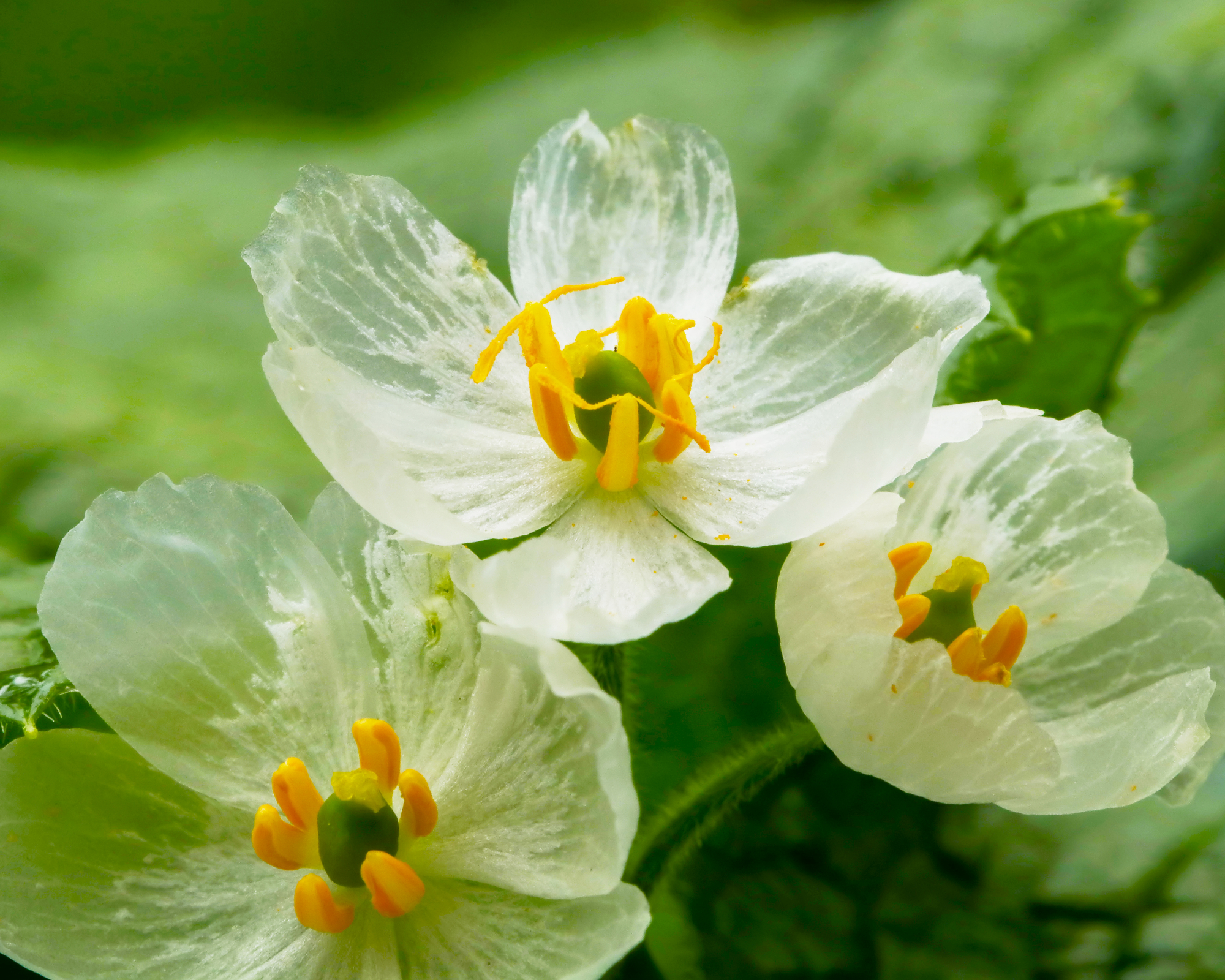 skeleton flower