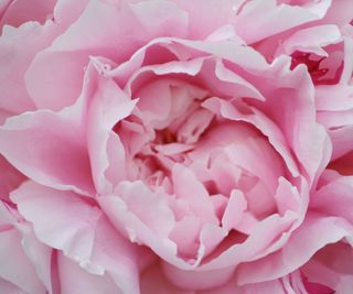 Sarah Bernhardt peony flowerhead in detail