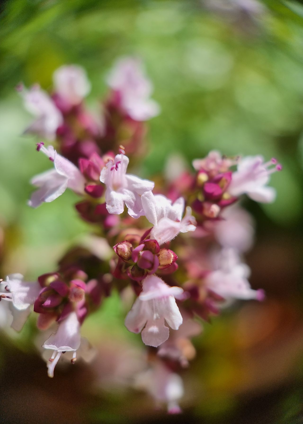 Moment Macro 10x lens review