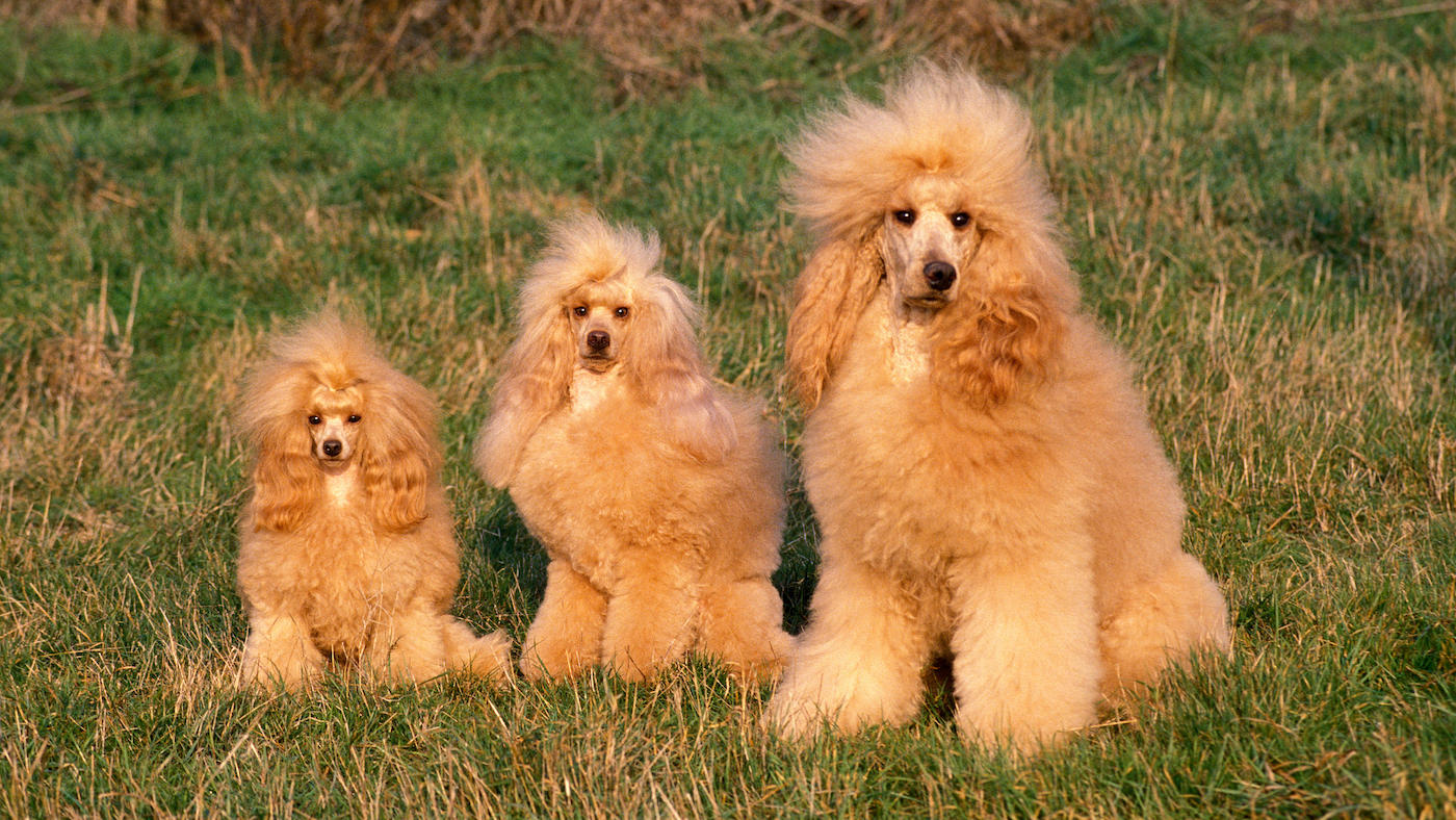 Three poodle sizes: toy, miniature, standard