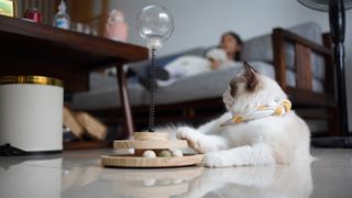 Cat and puzzle toy