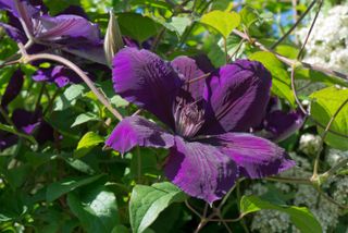 Monty Don clematis pruning tips: clematis 'Gypsy Queen'