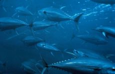 bluefin tuna (Thunnus maccoyii)