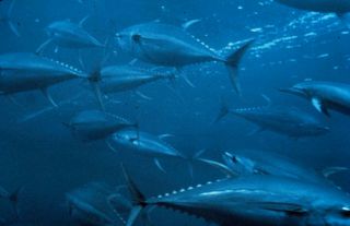 bluefin tuna (Thunnus maccoyii)