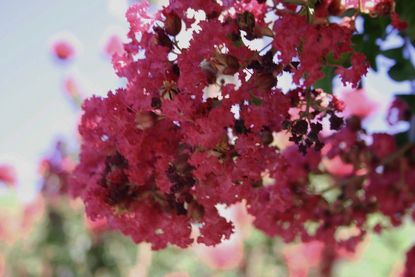 Pink Flowered Crepe Myrtle Tree