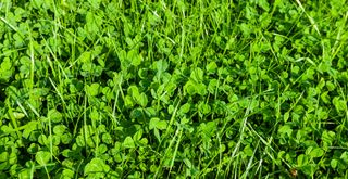 A close up image of a grass lawnw ith clover to support a guide on how to get rid of clover in a lawn