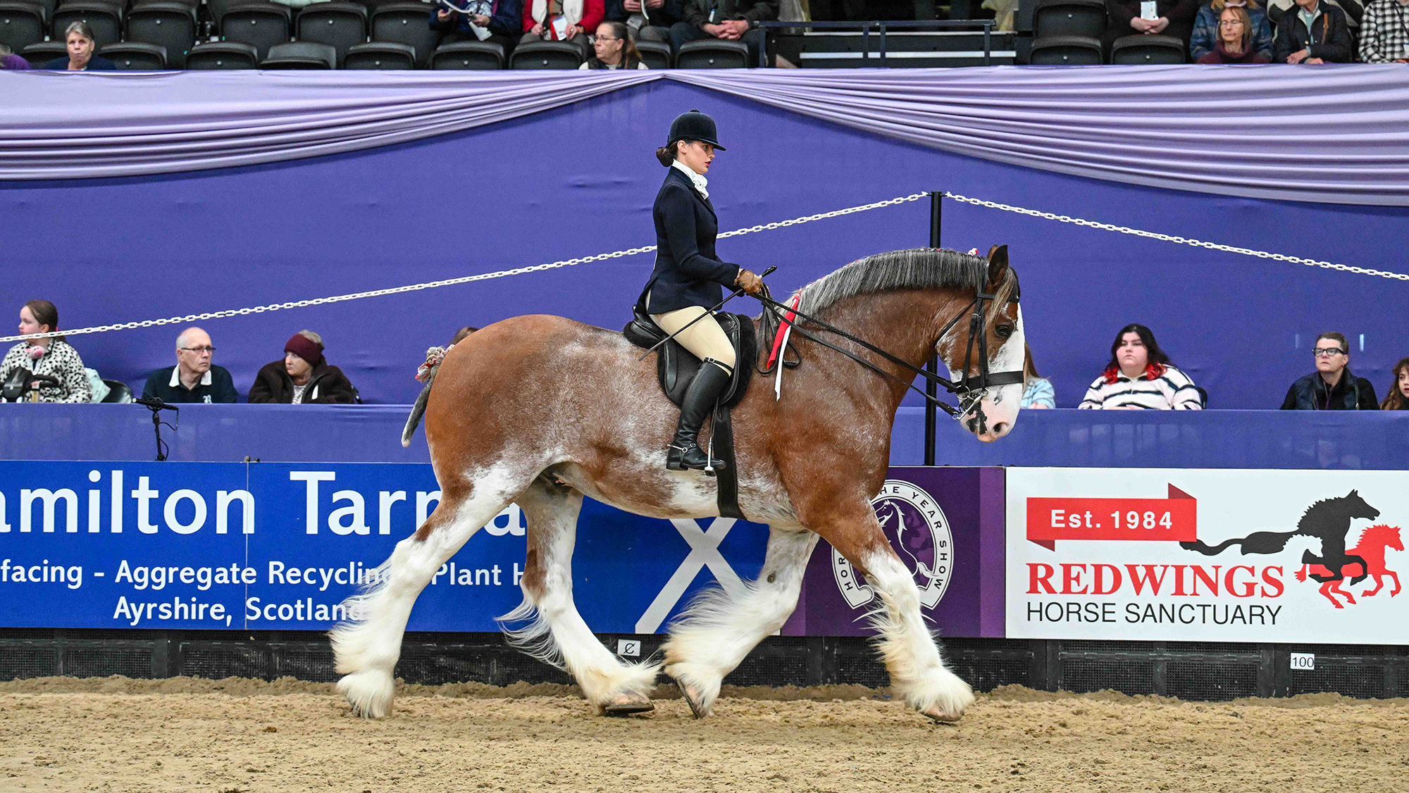 Stobilee Zac and Lucy Stewart trot around the HOYS arena during the ridden heavy horse class