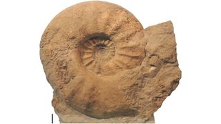 Giant ammonite fossil with 100mm scale bar, for scale