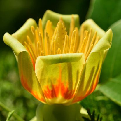 Close up of a tulip tree flower